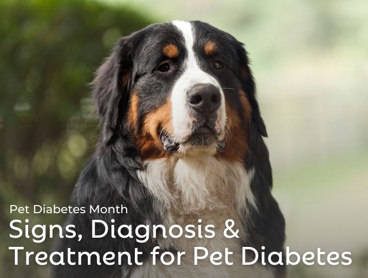 National Pet Diabetes Month: Raising Awareness