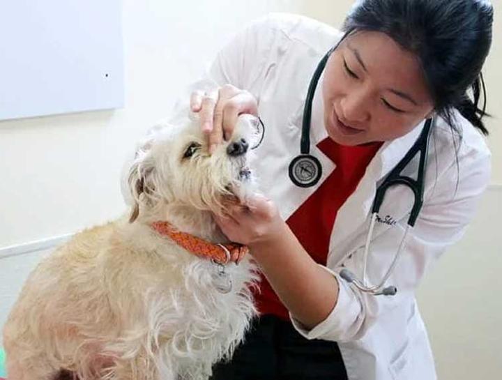 Carousel Slide 2: Dog veterinary care